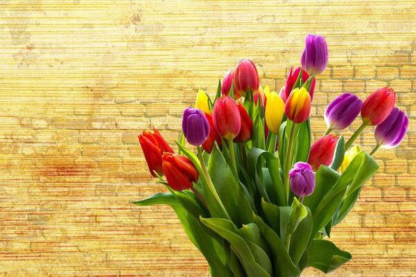 Tulipanløg: Hemmelighederne bag en succesfuld opbevaring og genplantning