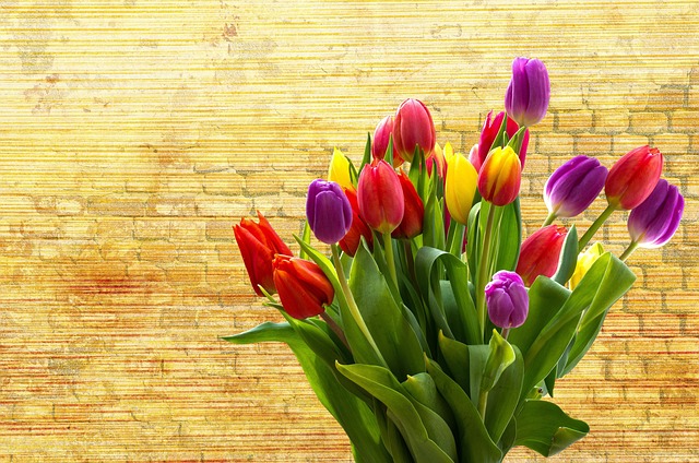 Tulipanløg: Hemmelighederne bag en succesfuld opbevaring og genplantning