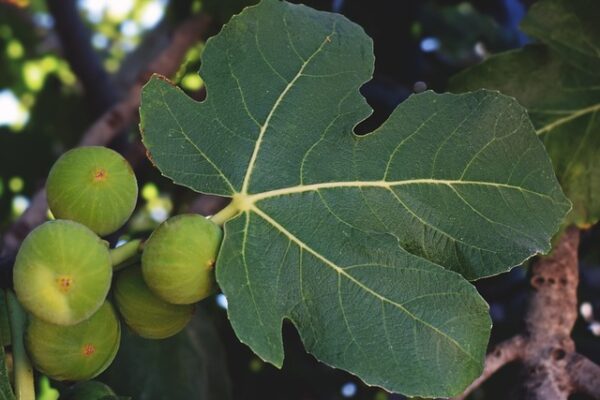 Sådan dyrker du et sundt og frodigt figentræ i din have