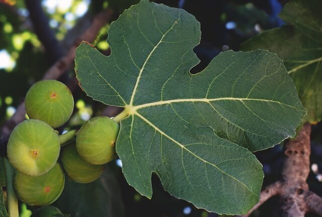 Sådan dyrker du et sundt og frodigt figentræ i din have